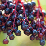 elderberry:-the-all-natural,-immune-boosting-superfood