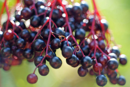 elderberry:-the-all-natural,-immune-boosting-superfood